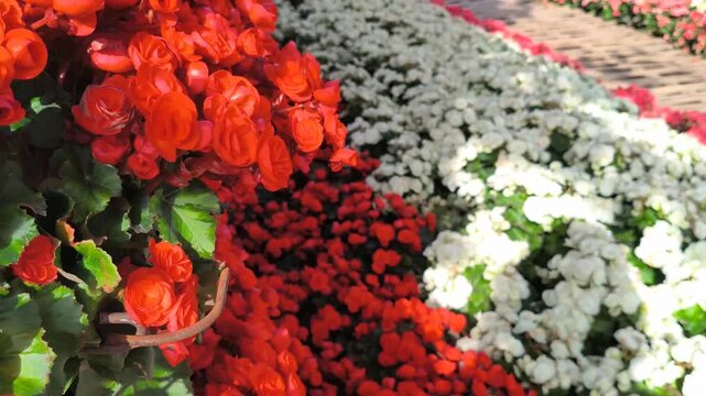 red white begonia flower plant decorating in garden park