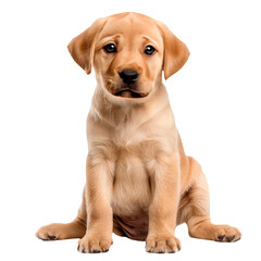 Cute light colored puppy sitting front view, realistic animal portrait isolated on transparent background.