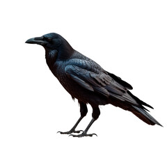 Realistic black crow standing in profile view, detailed feathers isolated on transparent background.