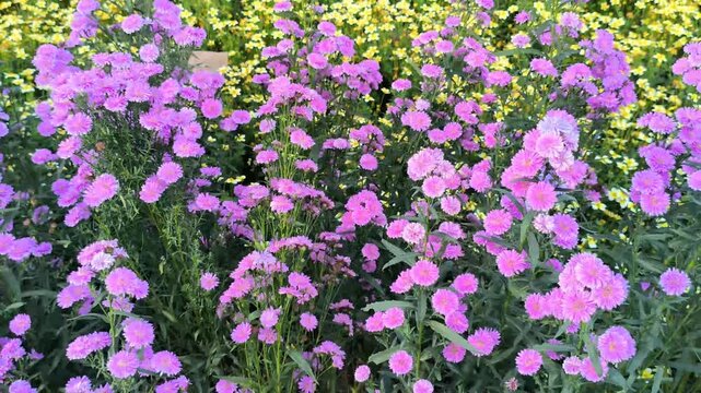 purple margaret flower garden field