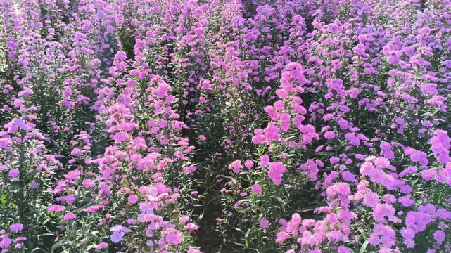 purple margaret flower garden field