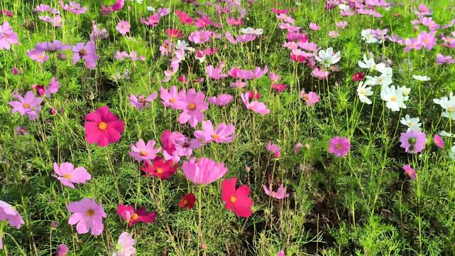 blooming pink cosmos flower meadow in the park