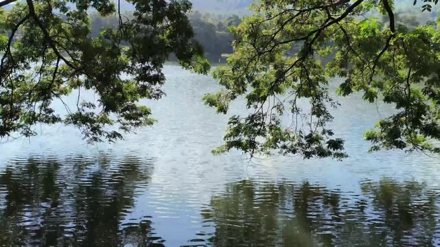 tree leaves near water pond lake 