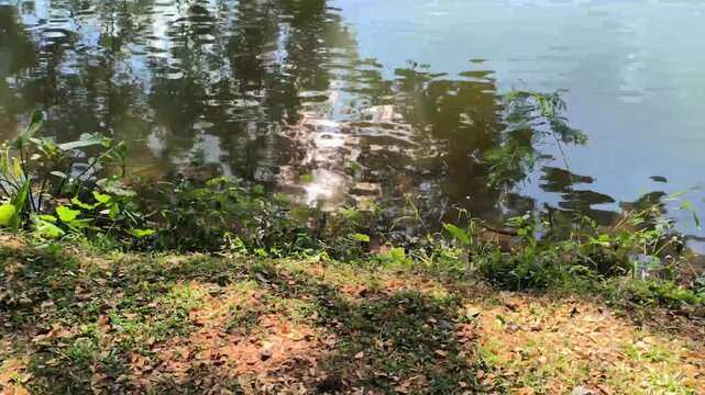sun light reflection on water surface pond 