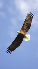 Fototapeta premium skylark. A skylark bird soaring high in the blue sky with its wings fully spread. wildlife magazines, conservation campaigns, designed for eco-tourism storytelling, promotes animal welfare. 