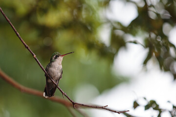 Wild hummingbird perched on a thin branch in a natural environment, with green blurred background and soft bokeh.