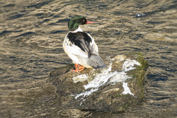 Common merganser (Mergus merganser) sitting on a stone in Zurich, Switzerland