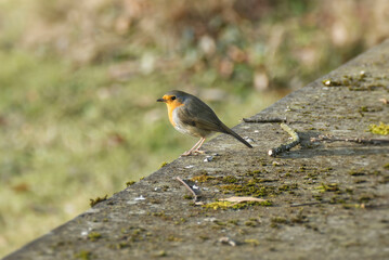 European robin (Erithacus rubecula) sitting on a stone in Zurich, Switzerland