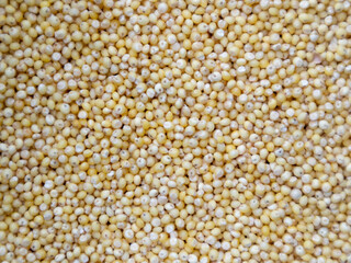 Closeup top view of pile of millet grains