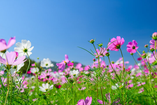 Cosmos Flower Field with Blue Sky and Copy Space for Commercial Background