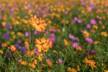 range cosmos flowers blooming in a colorful meadow with soft bokeh background. Natural flower field, spring and summer nature concept