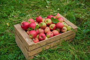 A box of freshly picked apples in the grass, Autumn harvest of apples in a wooden box on the grass