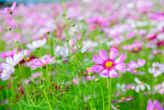 Colorful COSMOS flowers is blooming in the garden background, Beautiful nature view COSMOS flowers with pink color