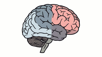 Fototapeta premium Human Brain Illustration with Col Page.
