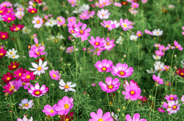 Obraz premium Colorful COSMOS flowers is blooming in the garden background, Beautiful nature view COSMOS flowers
