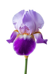 purple iris isolated on white