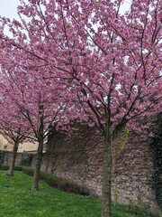 Fototapeta premium close up of flowers blooming in spring season