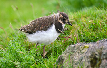 Vanneau huppé, Vanellus vanellus, Northern Lapwing © JAG IMAGES