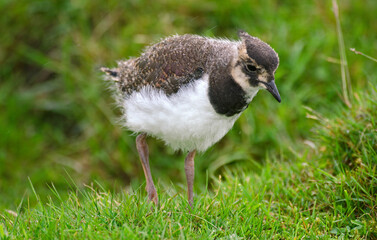 Vanneau huppé, Vanellus vanellus, Northern Lapwing © JAG IMAGES