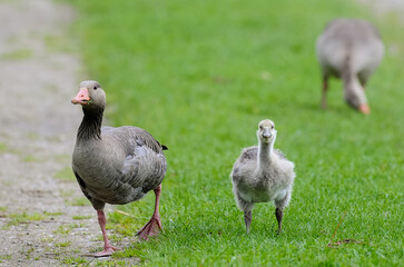 Obraz premium Oie cendrée, Anser anser, Greylag Goose, jeune, femelle