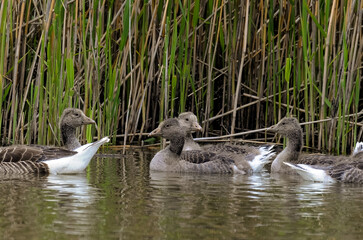 Oie cendr&eacute;e, Anser anser, Greylag Goose, jeune, femelle