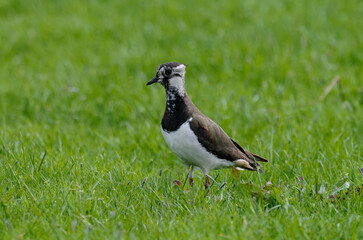 Vanneau huppé © JAG IMAGES