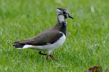 Vanneau huppé © JAG IMAGES