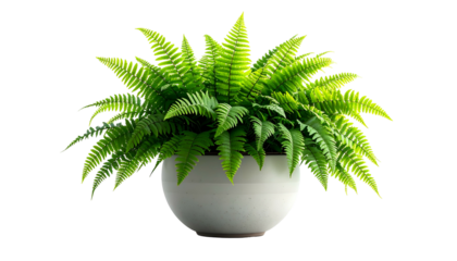 Lush green fern plant in a simple round white pot against a black background
