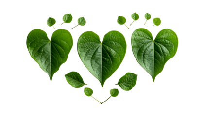 Heart-shaped leaves and smaller leaves arranged against a black background