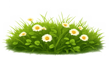 Lush green grass with white daisy flowers blooming, illustrating spring and growth on transparent background