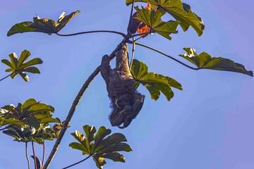 A sloth doing acrobatics while hanging from a cecropia tree.