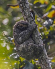 A pregnant sloth is climbing a cecropia tree.