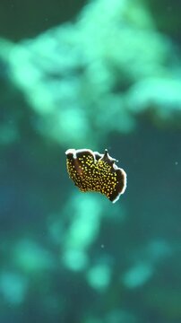Macro view of a Thysanozoon flatworm navigating the coral surface in Pohon Miring, Maluku, Indonesia.