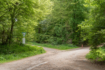 Fototapeta premium A forest crossroads with a traffic sign and a cone, offering a choice of paths through lush green woodland, perfect for adventure and decision-making themes.