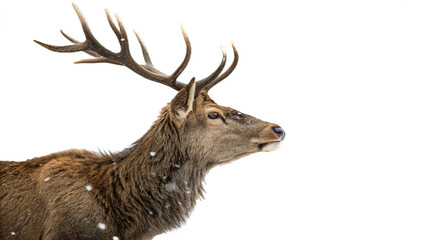 realistic,Christmas reindeer, isolated on a transparent background PNG