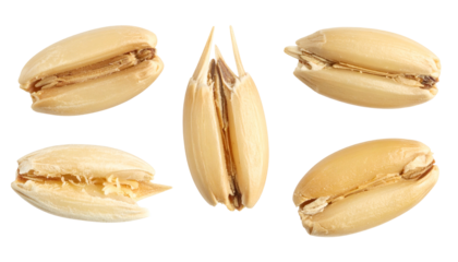 Isolated view of five grains of a cereal crop, with one split open, against a black backdrop