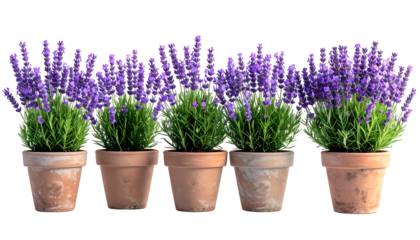Five terracotta pots each containing purple lavender and green, leafy plants