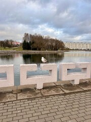 Obraz premium a seagull sits on the embankment fence 