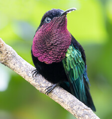 Frontal Close-up view of Hummingbird Purple-throated carib (Eulampis jugularis) at Guadeloupe National Park - Caribbean island Guadeloupe