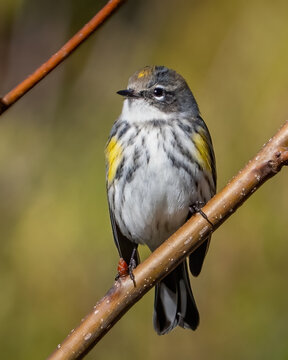Yellow Rumped Warbler on a branch