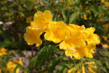 Close-up of Yellow Trumpet Flowers in Bloom with Soft Bokeh Background