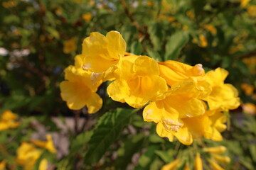Close-up of Yellow Trumpet Flowers in Bloom with Soft Bokeh Background