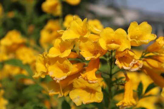 Vibrant Yellow Trumpet Flowers Blooming in Dense Clusters with Sunlight