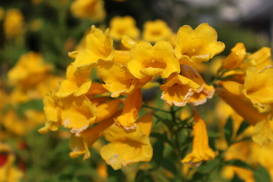 Vibrant Yellow Trumpet Flowers Blooming in Dense Clusters with Sunlight