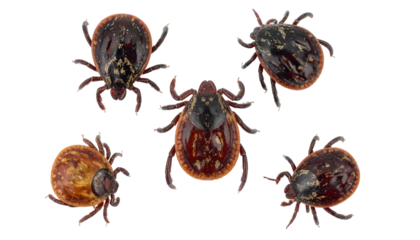 Macro shot of multiple ticks. Detailed view reveals their anatomy against black backdrop
