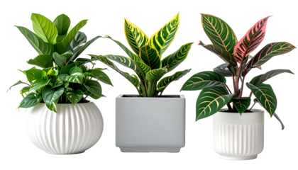 Three potted houseplants with varied leaf colors against a black background