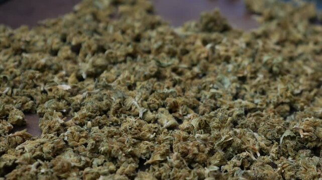 Dried Cannabis Flowers Spread Out: Herbal Marijuana Buds Drying on Purple Surface for Butter Infusion Preparation Close-up