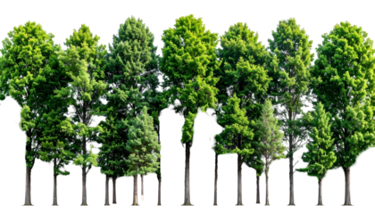 A cluster of healthy, vibrant green trees with distinct trunks against a transparent background