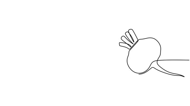 Beetroot continuous one line drawing animation video. Full length single line 4K video clip, Self drawing line animation whole healthy organic beetroot fresh garden beet plant vegetable continuous one