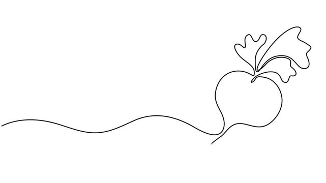 Beetroot continuous one line drawing animation video. Full length single line 4K video clip, Self drawing line animation whole healthy organic beetroot fresh garden beet plant vegetable continuous one